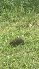 Microtus pennsylvanicus