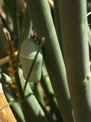 Danaus gilippus
