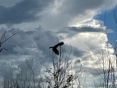 Rostrhamus sociabilis