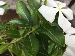 Catharanthus roseus