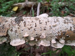 Steccherinum ochraceum