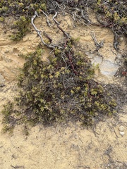 Arctostaphylos purissima