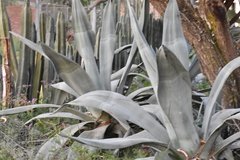 Agave weberi