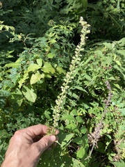 Teucrium canadense