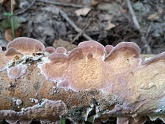 Steccherinum ochraceum