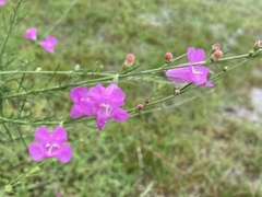 Agalinis fasciculata
