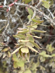 Arctostaphylos purissima
