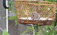 Rattus rattus