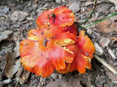 Hygrocybe punicea