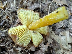 Hygrocybe punicea