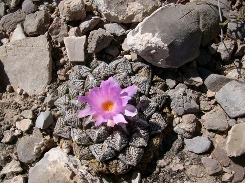 Chautle Livingrock