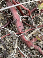 Arctostaphylos purissima