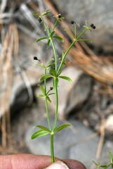 Galium bolanderi