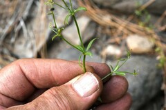 Galium bolanderi