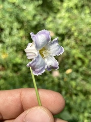 Clematis crispa