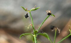 Galium bolanderi