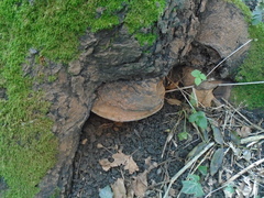 Ganoderma