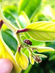 Cryptocephalus trifasciatus