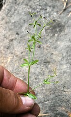 Galium bolanderi