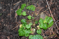 Heuchera glabra