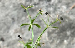 Galium bolanderi