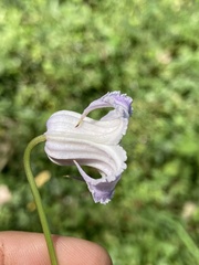 Clematis crispa