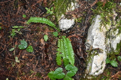 Polystichum lonchitis