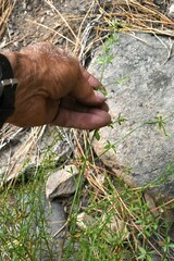 Galium bolanderi