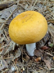 Russula claroflava