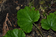 Heuchera glabra
