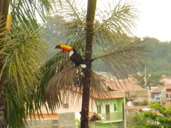 Ramphastos toco