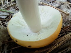 Russula claroflava