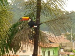 Ramphastos toco