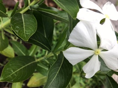 Catharanthus roseus