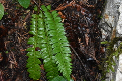 Polystichum lonchitis
