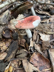 Russula