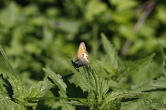 Coenonympha arcania
