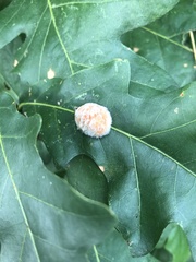 Druon quercusflocci