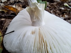 Amanita virosa
