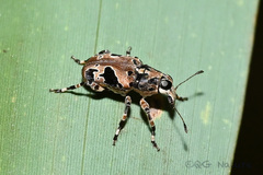 Tropideres roelofsi