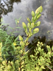 Hypericum brachyphyllum