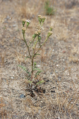 Chaenactis douglasii douglasii