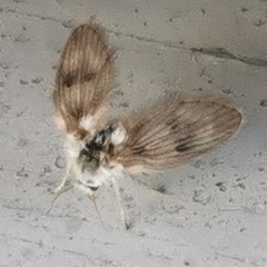 Psychodinae