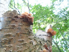 Auricularia auricula-judae