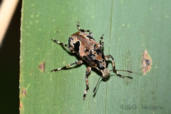 Tropideres roelofsi