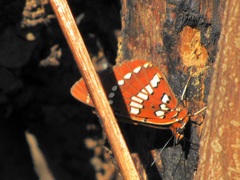Byblia anvatara acheloia