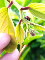 Cryptocephalus trifasciatus