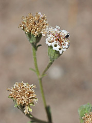 Chaenactis douglasii douglasii