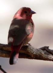 Lagonosticta senegala rendalli