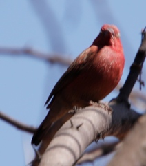 Lagonosticta senegala rendalli